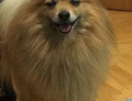 Pomeranian Boo Oğlumuza Gelin Adayı Arıyoruz - 9536