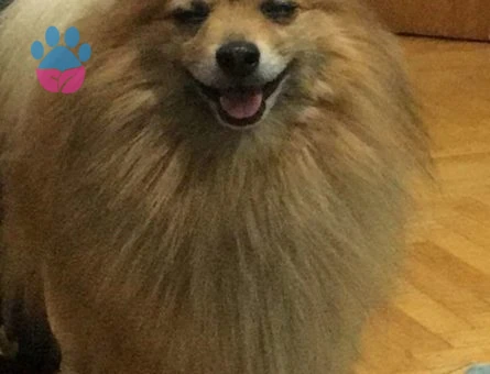 Pomeranian Boo Oğlumuza Gelin Adayı Arıyoruz