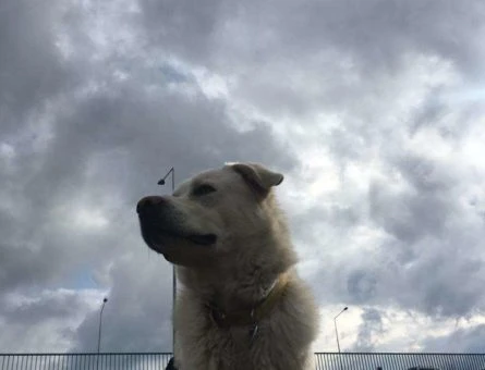 Labrador Cinsi Köpeğime Eş Arıyorum - 9556