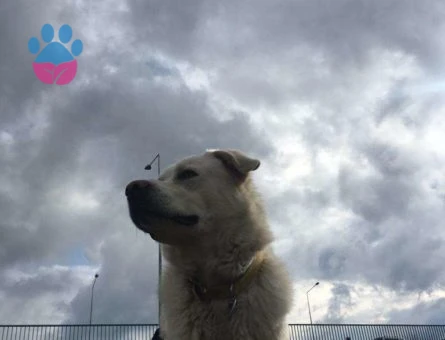 Labrador Cinsi Köpeğime Eş Arıyorum