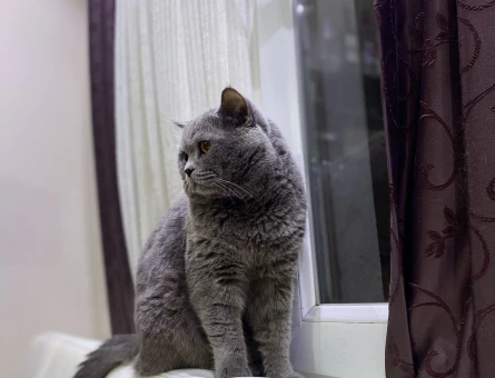 British Shorthair 3 Yaşında Kedime Aşıları Tam Saglıklı Eş Arıyorum - 958