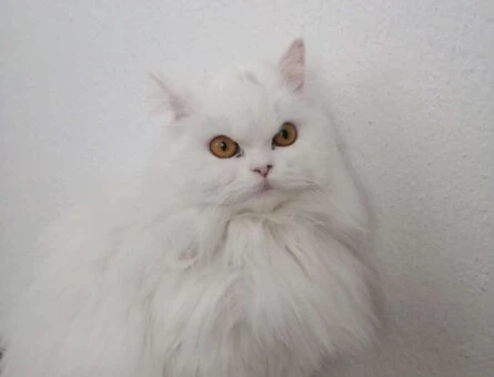 Chinchilla Kızıma Acil Eş Arıyoruz - 960