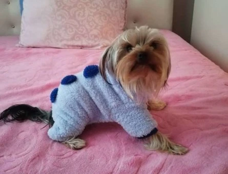 Yorkshire Terrier - 9621