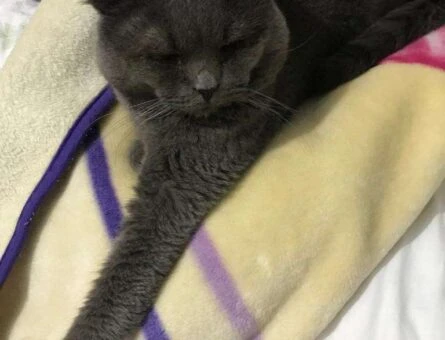 British Shorthair Kızgınlıkta Kedime Eş Arıyorum - 964