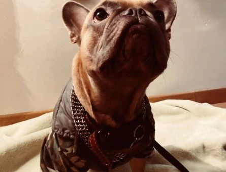 French Bulldog Cinsi Oğlumuz Gölge Sağlıklı Eş Arıyor! - 9656
