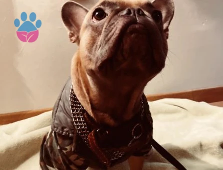 French Bulldog Cinsi Oğlumuz Gölge Sağlıklı Eş Arıyor!