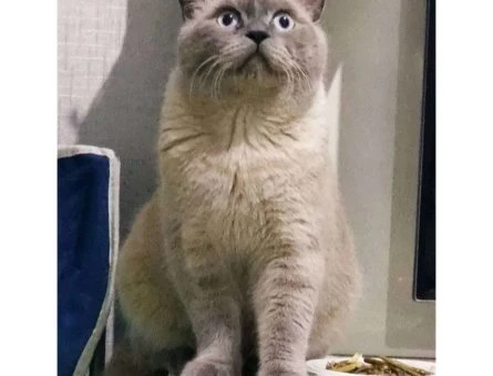 British Shorthair Oğlumuz Pars İçin Eş Arıyoruz - 9697