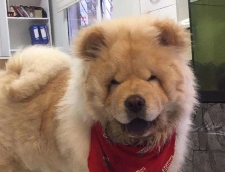 2 Yaşında Chow Chow Cinsi Oğlumuza Eş Arıyoruz - 9714