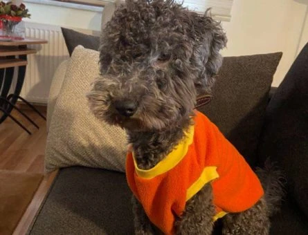 Toy Poodle Cinsi Yakışıklı Oğlum Rocky İçin Eş Arıyorum - 9718