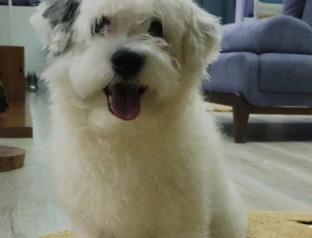 Maltese Terrier Oğlum Spat’a Eş Arıyorum - 9783