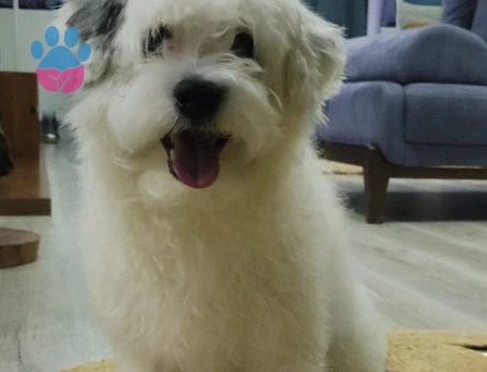 Maltese Terrier Oğlum Spat&#8217;a Eş Arıyorum