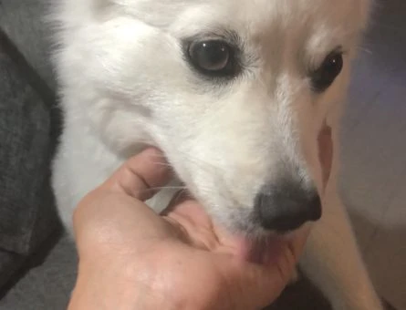 Pomeranian Kızımıza Erkek Arıyoruz - 9786