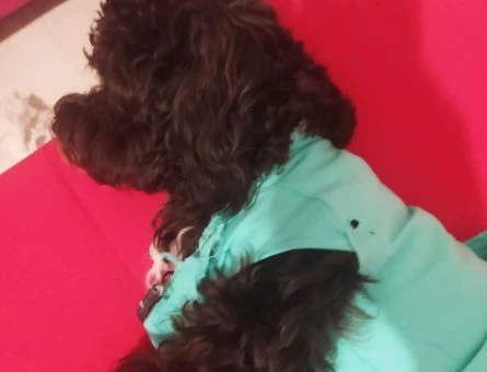 1 Yaşında Toy Poodle Dişi Kızıma Eş Arıyorum - 9803