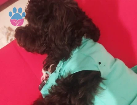 1 Yaşında Toy Poodle Dişi Kızıma Eş Arıyorum