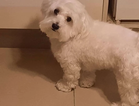 Maltese Terrier Safkan Oğlumuza Eş Arıyoruz - 987