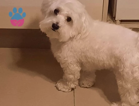 Maltese Terrier Safkan Oğlumuza Eş Arıyoruz