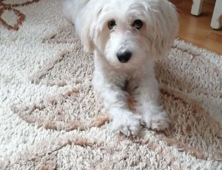 Maltese Terrier Şans Oğlumuza Eş Arıyoruz - 9990