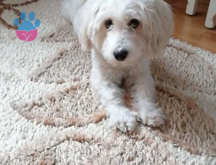 Maltese Terrier Şans Oğlumuza Eş Arıyoruz