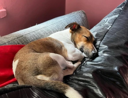 Jack Russel Oğluma Eş Arıyorum - 99