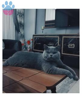 Safkan British Shorthair Oğlumuza Eş Arıyoruz