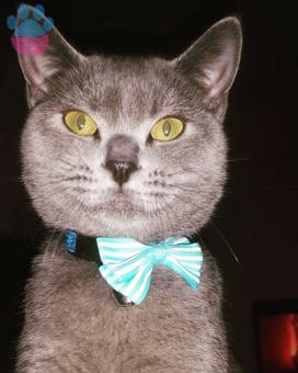 British Shorthair Oğlum Dumana Eş Arıyoruz