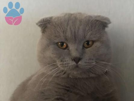 Maltepe&#8217;de Scottish Fold Oğlumuza Eş Arıyoruz