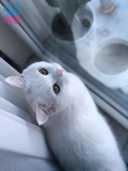 11 Aylık British Shorthair Oğlumuza Eş Arıyoruz