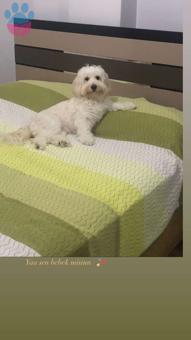 Havanese 3 Yaşında Kızım Fıstığa Eş Arıyorum