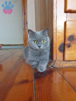 1.5 Yaşında British Shorthair Kızımız Kızanda