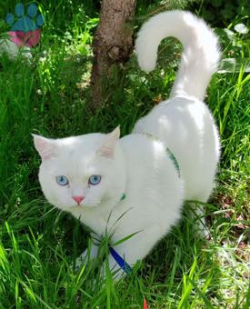 British Shorthair Maviş Oğlum Kendine Eş Arıyor