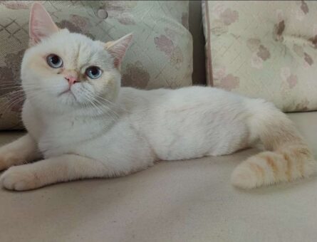 British Shorthair 2 Yaşında Kedime Eş Arıyorum