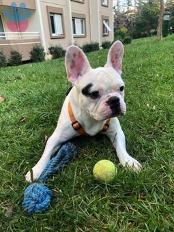 French Bulldog Tony Beyazıt Taliplerini Bekliyor