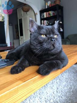 British Shorthair Şinasi&#8217;ye Dişi Eş Arıyoruz