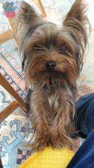 Yorkshire Terrier Cinsi Oğlumuza Gelin Adayı Arıyoruz