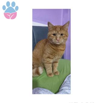 Norveç Orman Cinsi Kedime Eş Arıyorum