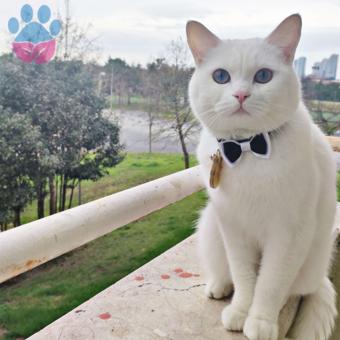 British Shorthair Kedime Eş Arıyorum