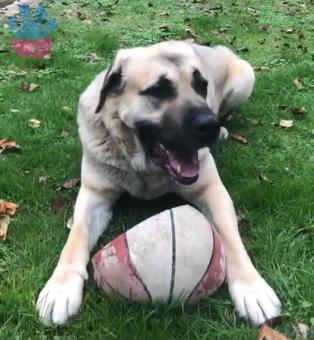 Kangal Cinsi Oğluma Eş Arıyorum