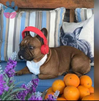 French Bulldog 5Yaşındaki Oğluma Eş Arıyorum