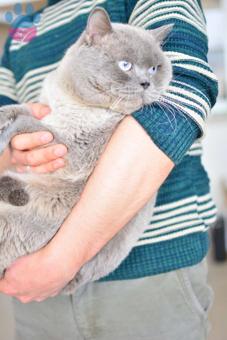 British Shorthair Tecrübeli Oğlumuza Gelin Arıyoruz