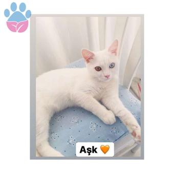 British Shorthair Beyaz Çift Göz Renkli Oğluma Eş Arıyorum