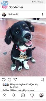 Kırma Border Collie