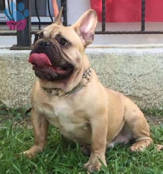 French Bulldog Oğlumuza Eş Arıyoruz