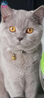 British Shorthair Cinsi Bu Yakışıklıya Bayan Arkadaş Arıyoruz