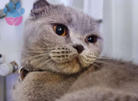 3 Yaşında Scottish Fold Kızımıza Eş Arıyoruz