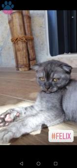 Scottish Fold Erkek Kedime Eş Arıyorum