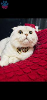 Scottish Fold Silver Erkek Kedi 1 Yaşında İlk Kızgınlığı