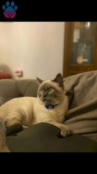 British Shorthair Blue Point Oğlumuza Eş Arıyoruz