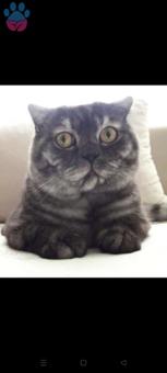 Scottish Fold Erkek Oğlumuza Eş Arıyoruz