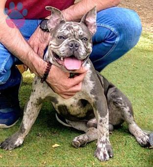 French Bulldog Blue Merle Oğlumuza Eş Arıyoruz