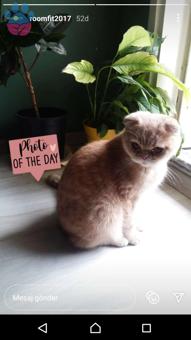 Scottish Fold Cinsi Oğluma Eş Arıyorum